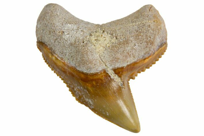 Fossil Tiger Shark (Galeocerdo) Tooth - Bone Valley, Florida #299499